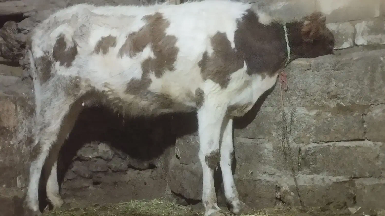 گاو گوساله|حیوانات مزرعه|دهگلان, |دیوار