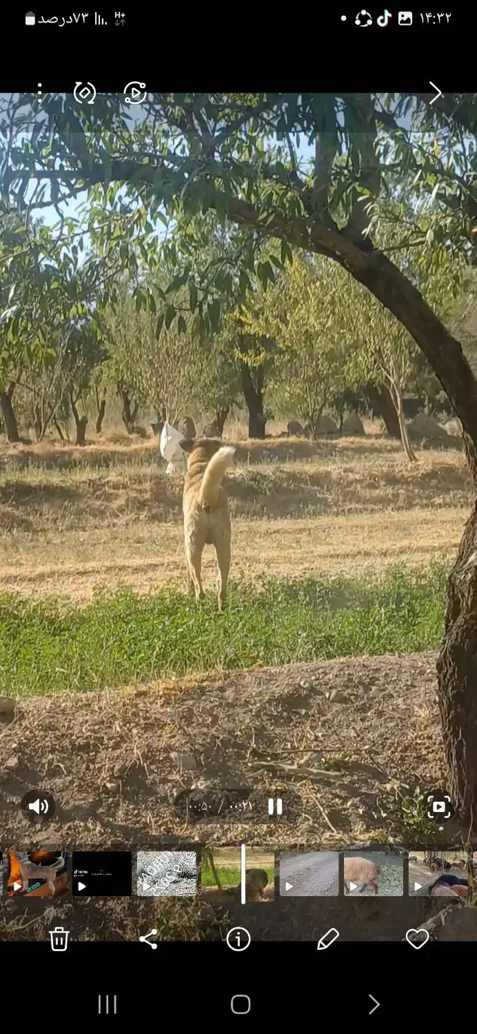 واگزاری سراب پژدر|سگ|اصفهان, سنجوانمره|دیوار