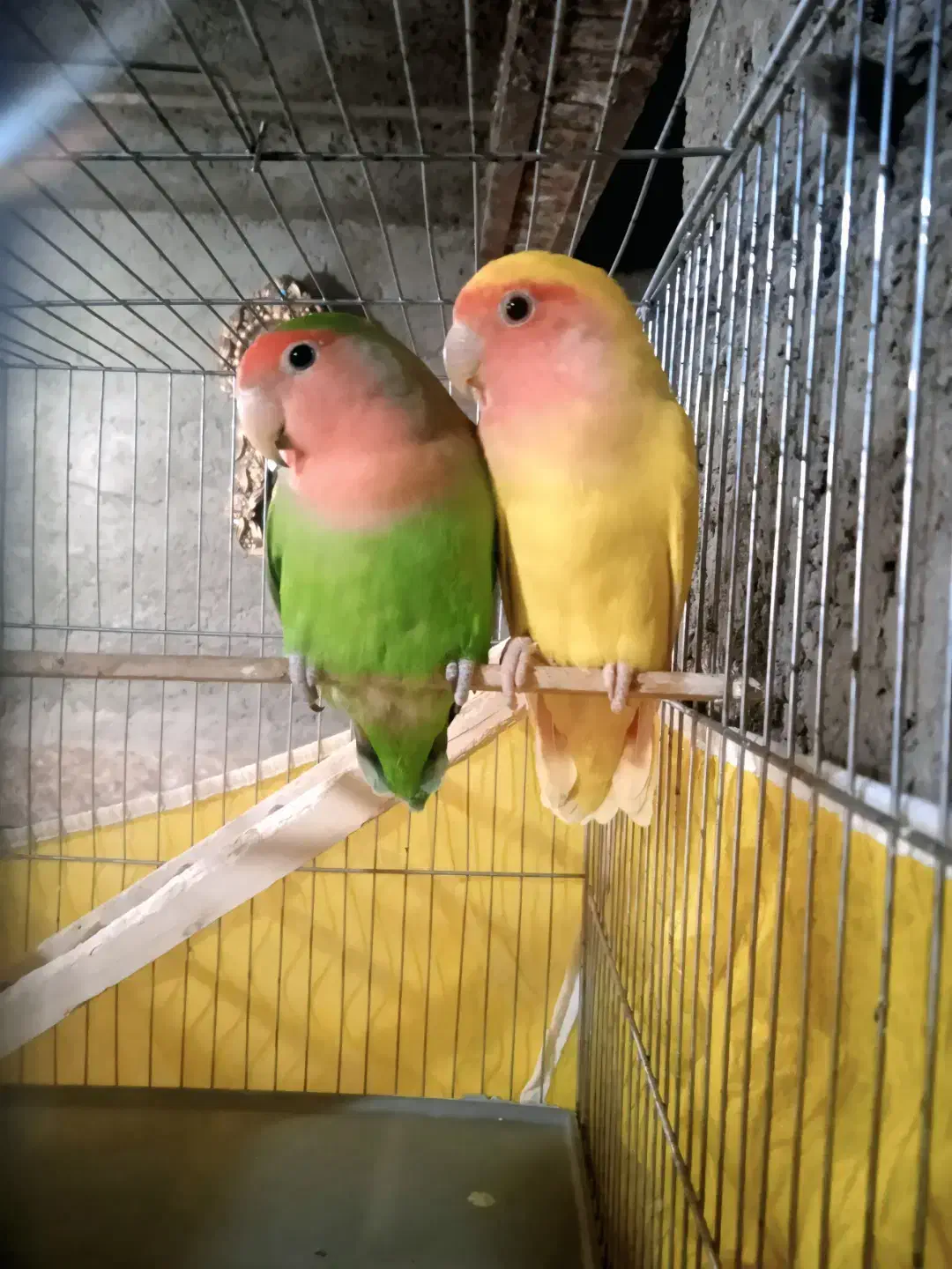 طوطی کوتوله|پرنده|خاش, |دیوار