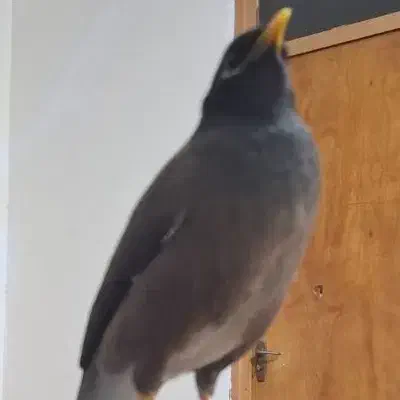 مرغ مینا رام رام قصه گو تو|پرنده|سرپل ذهاب, |دیوار