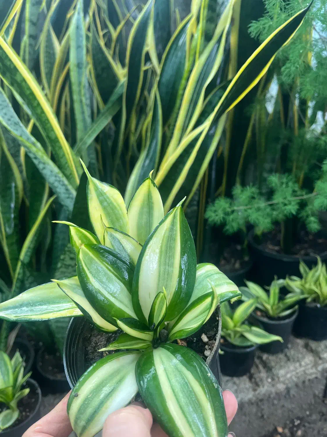 حراج به علت تغییر شغل|گل و گیاه طبیعی|ساری, |دیوار