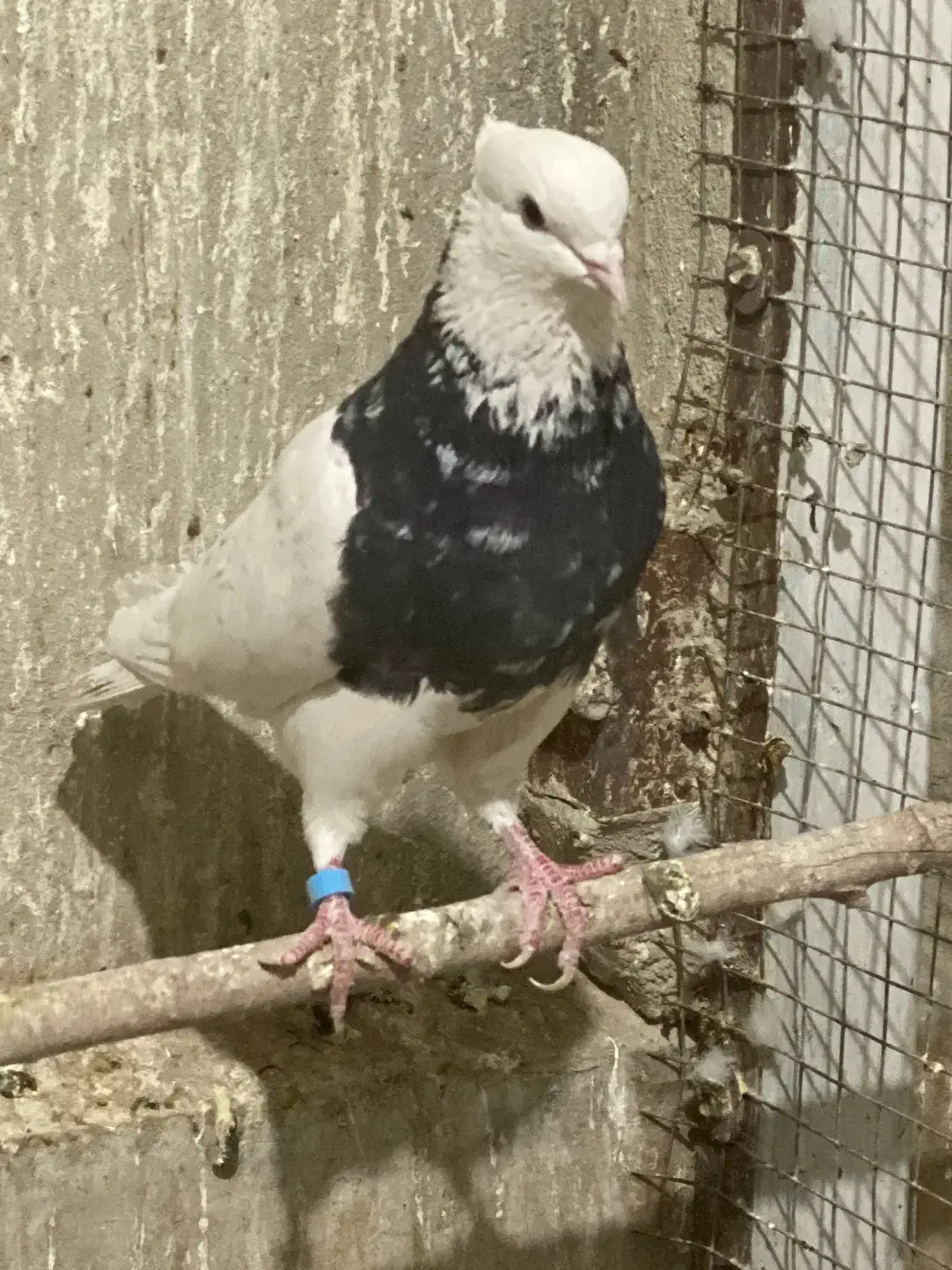 نر طوقی سرور|پرنده|قم, بکایی|دیوار