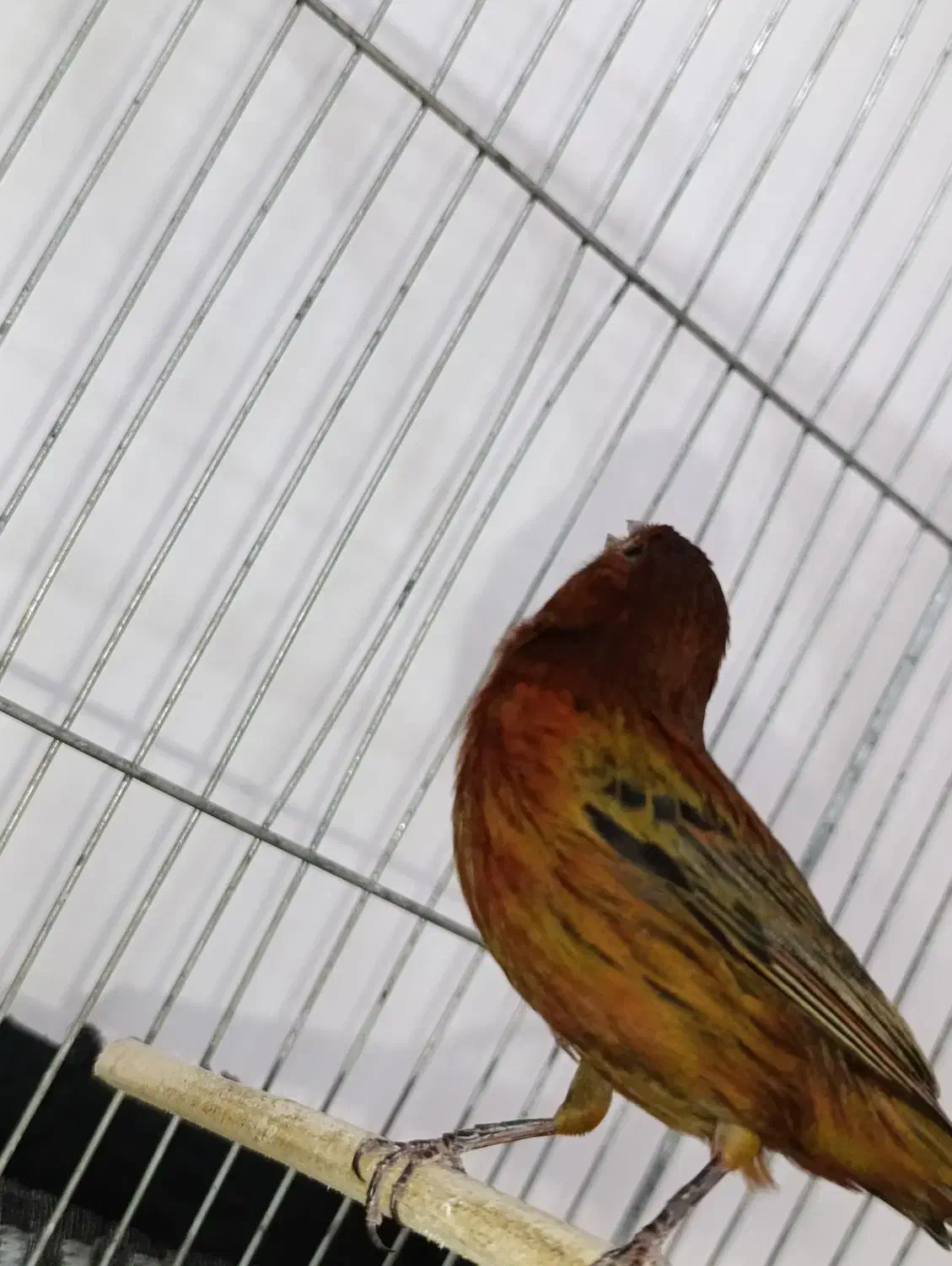 قناری نر|پرنده|ایلام, |دیوار