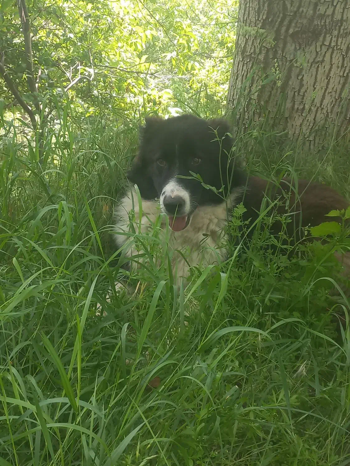 سگه سالم سن یک سال|سگ|همدان, |دیوار