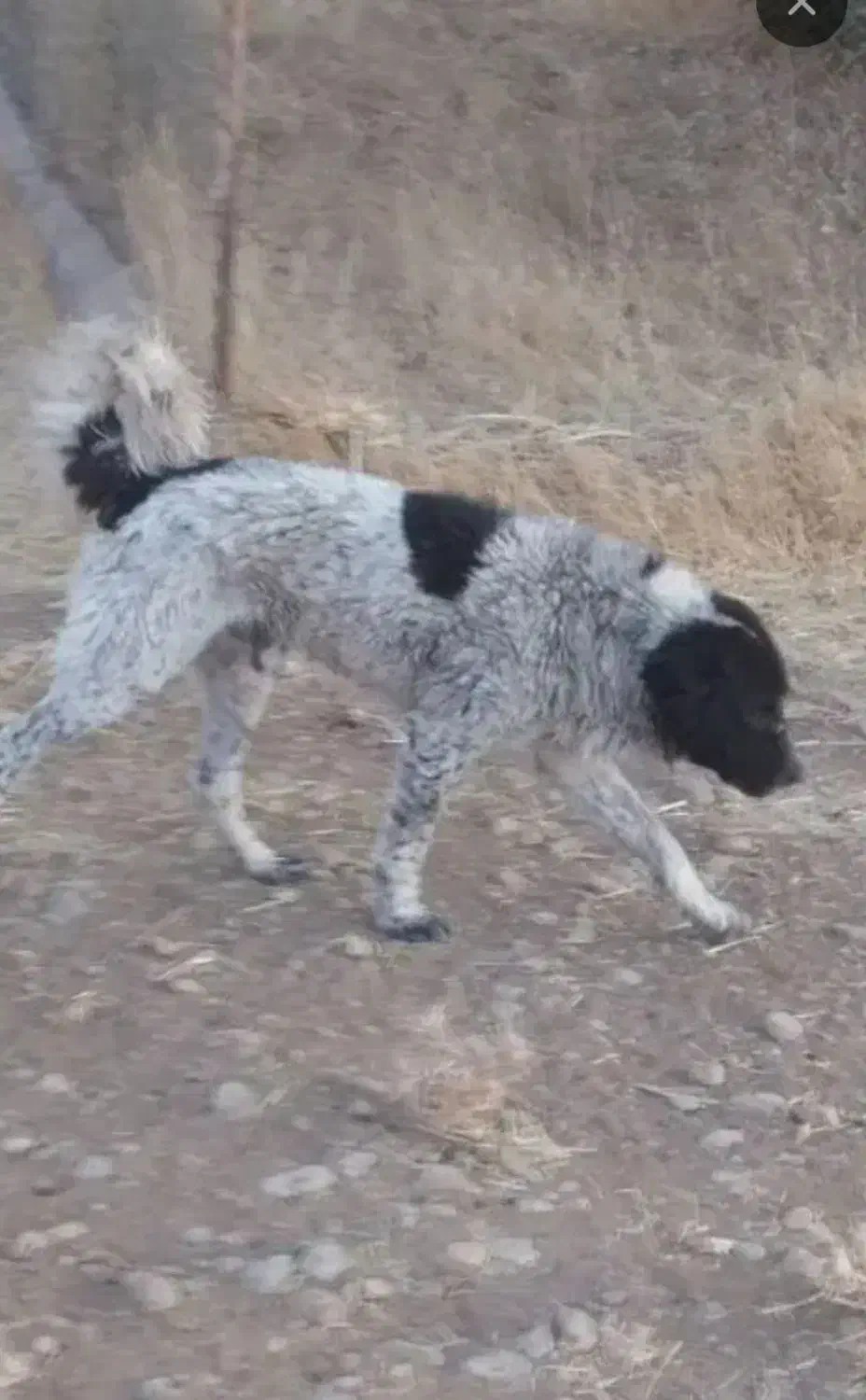 خرید و فروش سگ|سگ|شازند, |دیوار