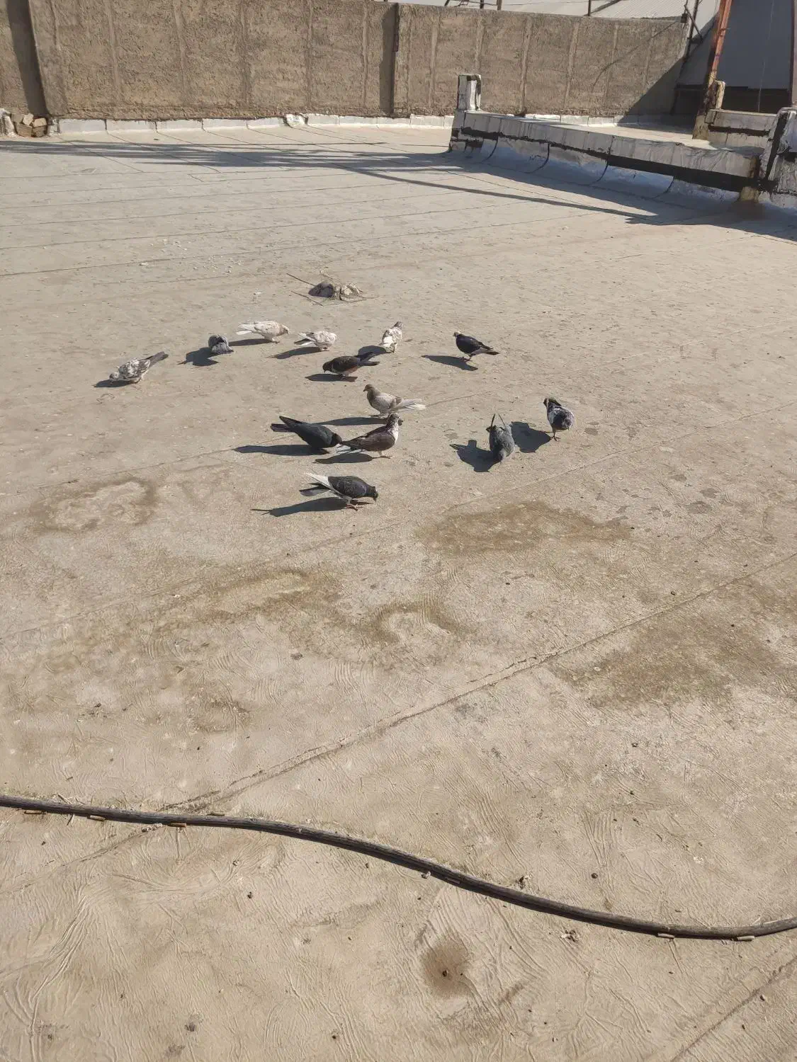 کفتر خوب پرشی ب ضمانت|پرنده|سلفچگان, |دیوار