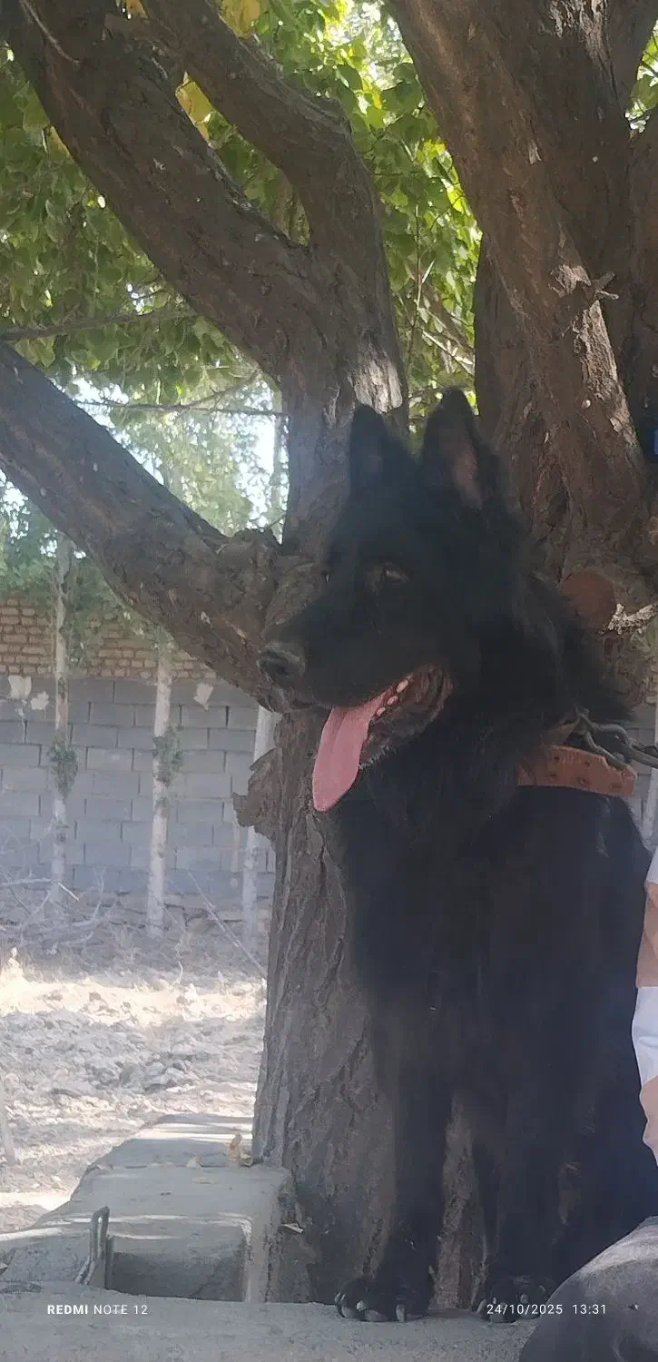 سگ ژرمن بلک|سگ|مشهد, الهیه|دیوار