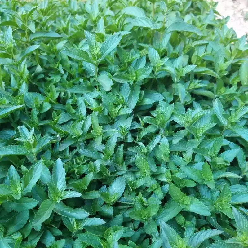 نعنا درجه یک|خوردنی و آشامیدنی|تبریز, |دیوار
