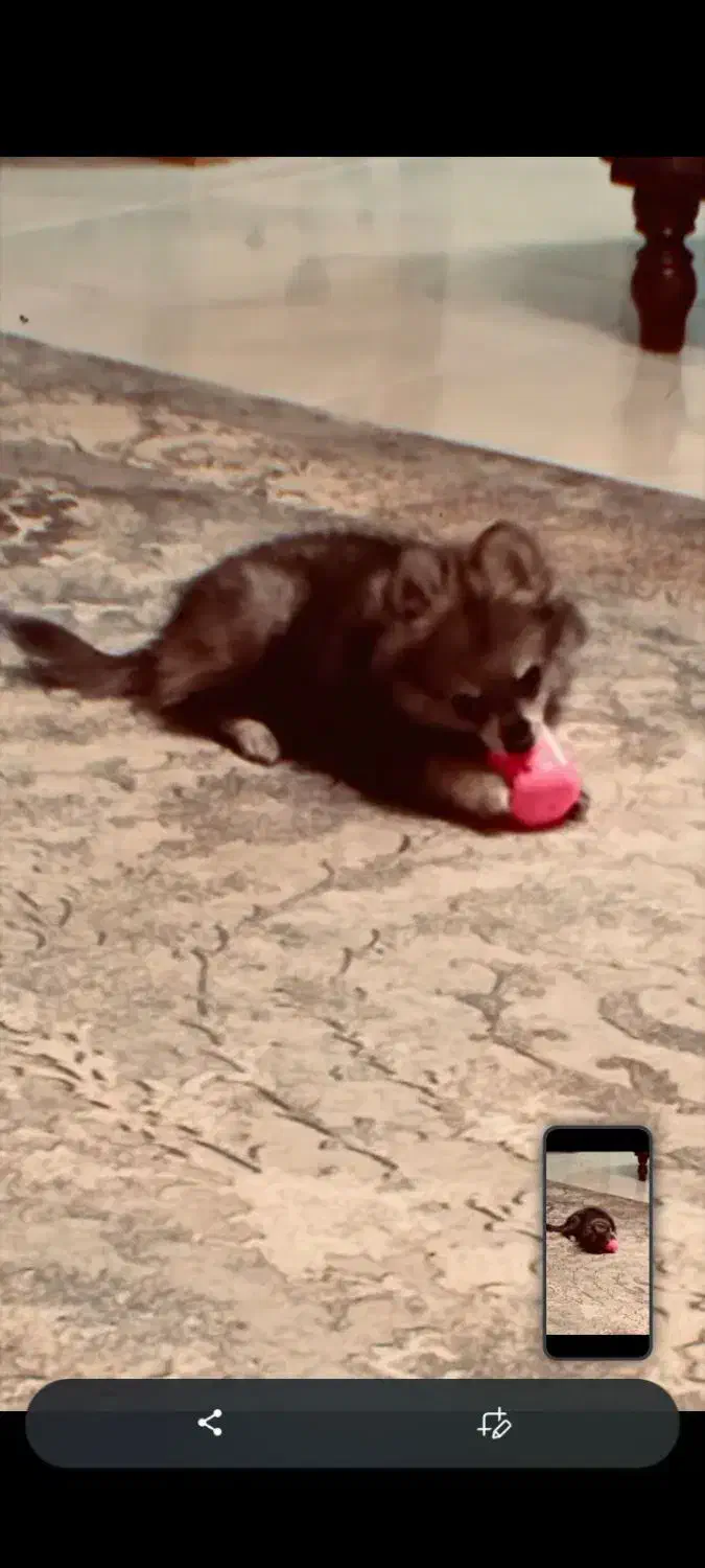 پامرروباهی|سگ|رشت, حمیدیان|دیوار