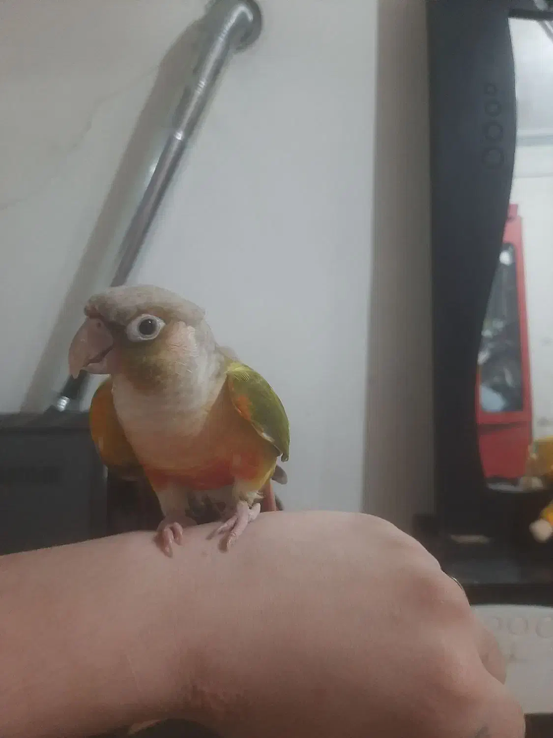 طوطی گیرینچیک رام سخنگو،معاوضه هم دارم|پرنده|بومهن, |دیوار