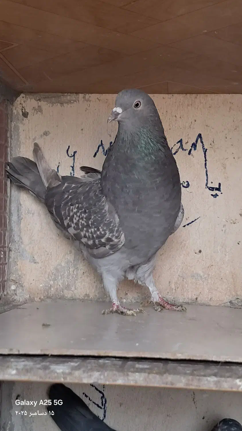 کبوتربلندی 2عددماده|پرنده|ماهدشت, |دیوار