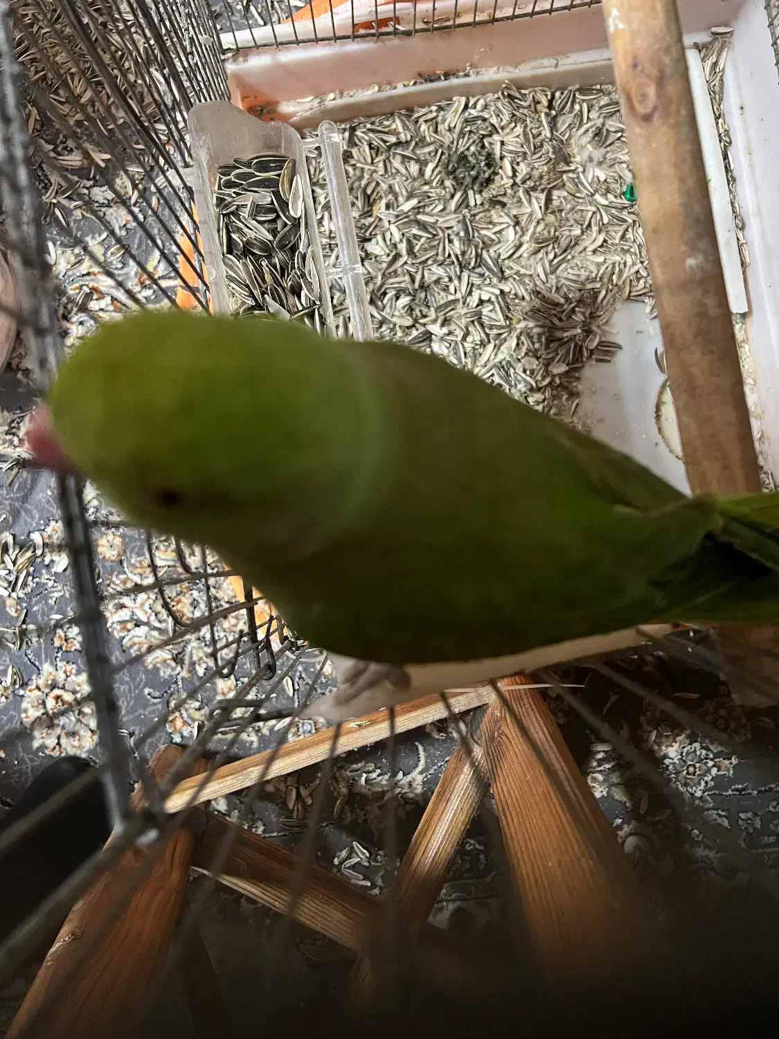 ملنگو ماده + قفس|پرنده|رویان, |دیوار