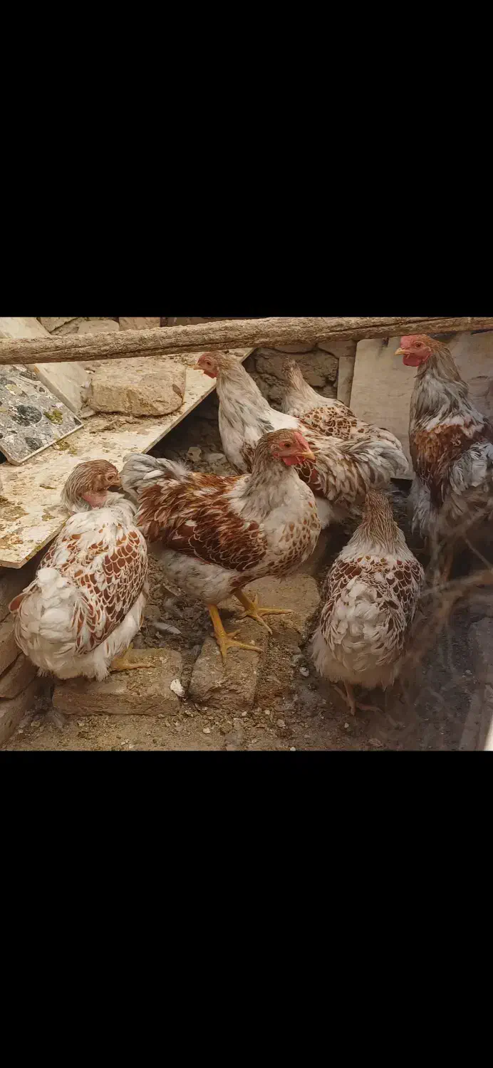 جوجه خروس و مرغ ویاندوت|حیوانات مزرعه|کنگاور, |دیوار
