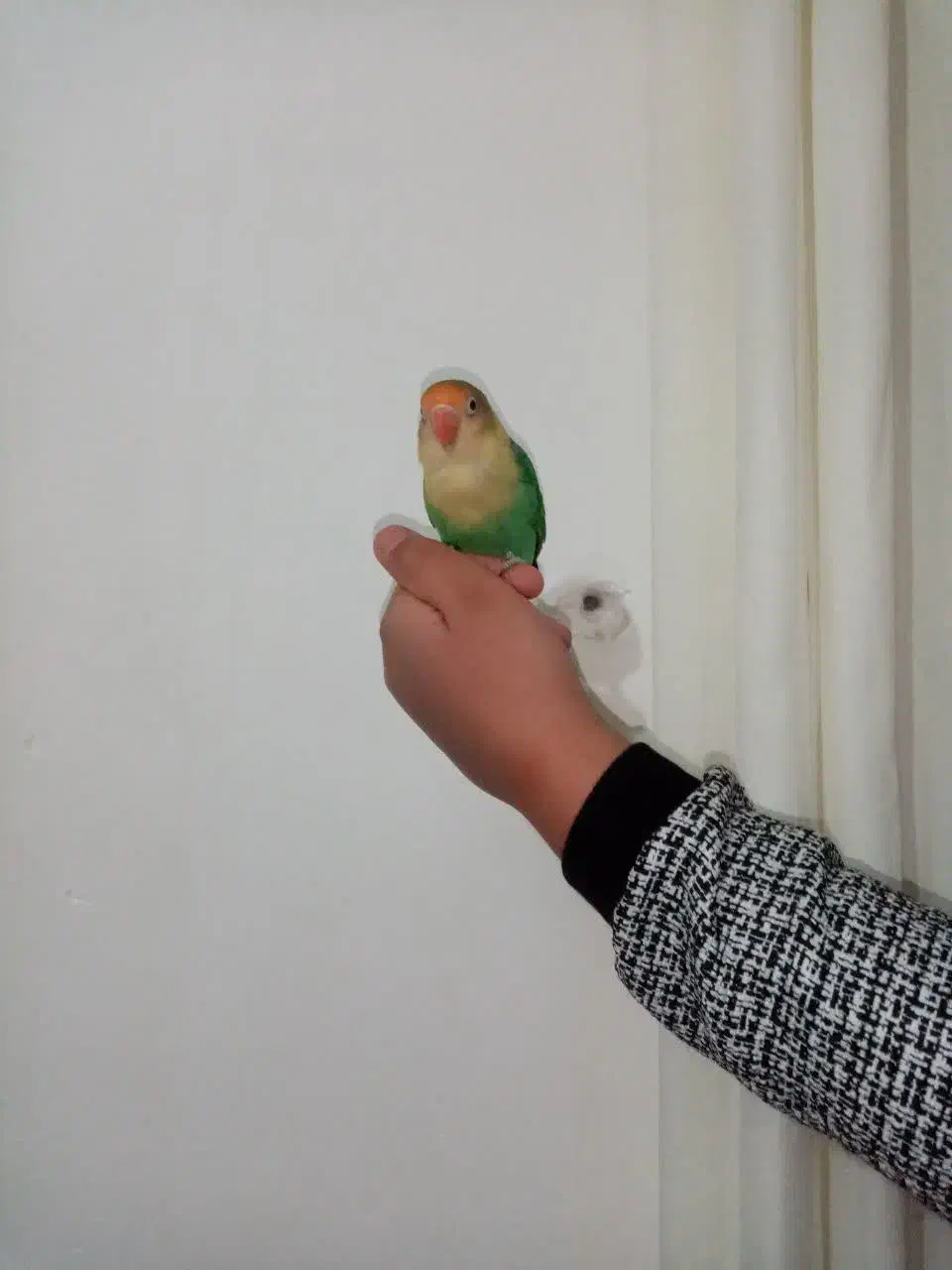 یک عدد کوتوله|پرنده|اشکذر, |دیوار