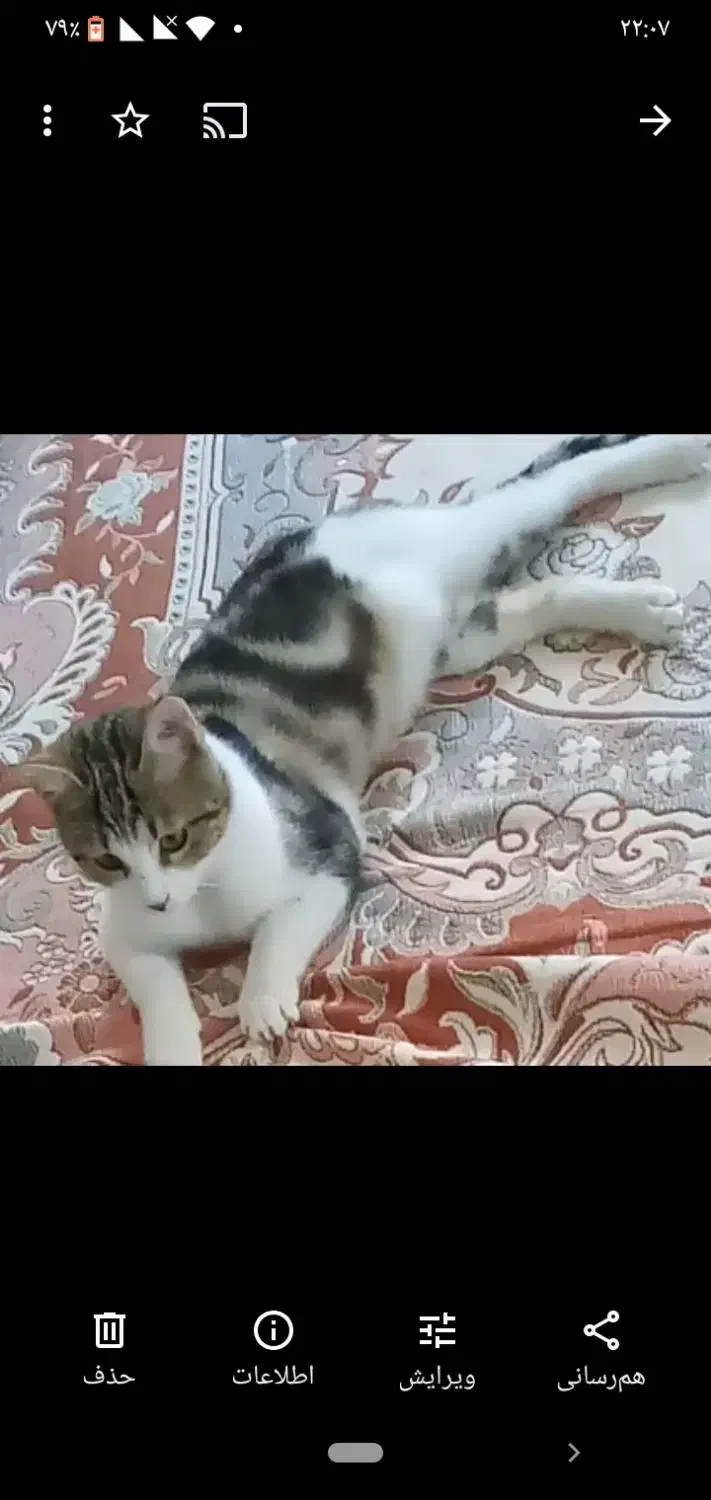 گمشده|حیوانات|قوچان, |دیوار