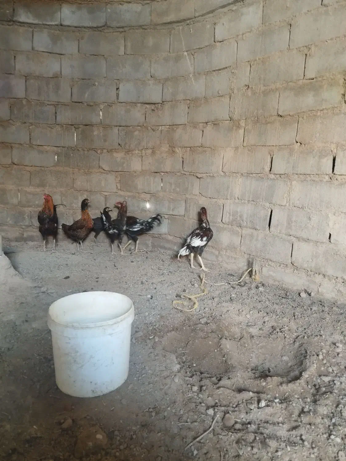 خروس لاری اصل|حیوانات مزرعه|هامون, |دیوار