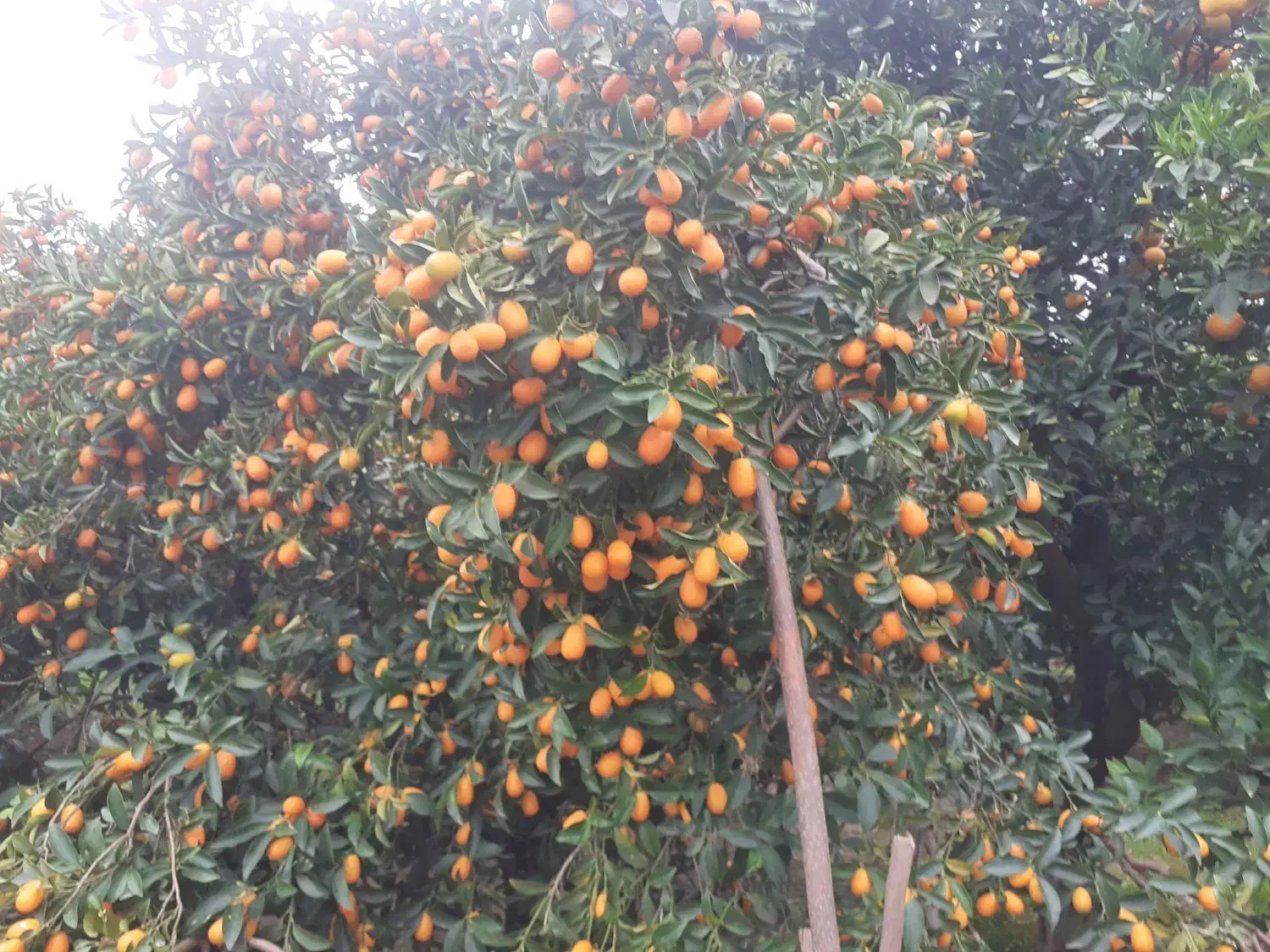 پرتغال|خوردنی و آشامیدنی|تاتار علیا, |دیوار