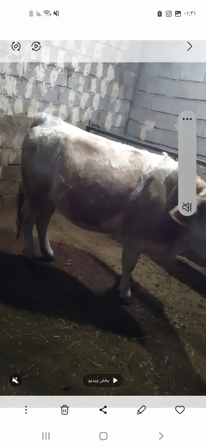 گاو سیمتال وبرژیک|حیوانات مزرعه|ملکآباد, |دیوار