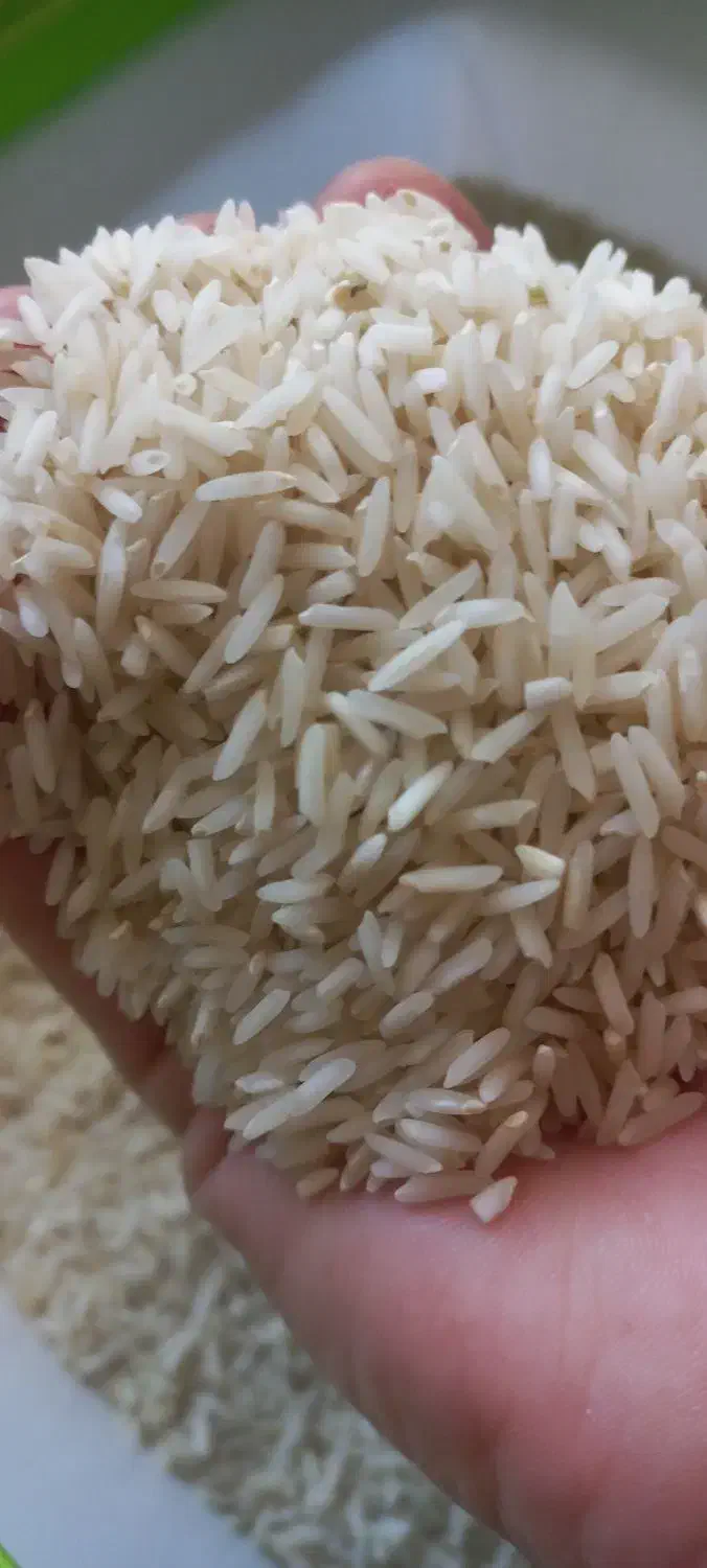 برنج طارم محلی|خوردنی و آشامیدنی|کوهدشت, |دیوار