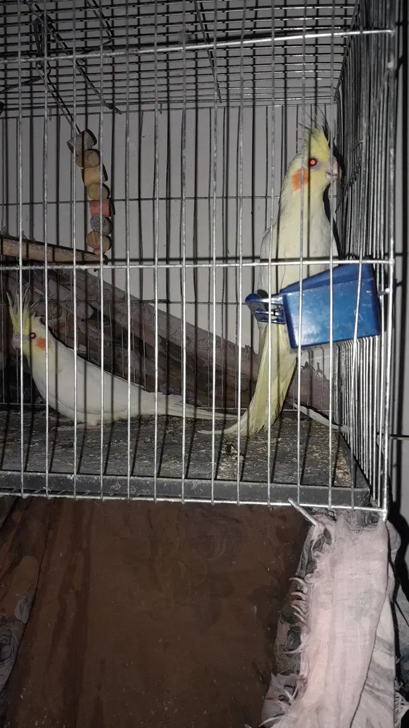 عروس هلندی|پرنده|ششده و قره بلاغ, |دیوار