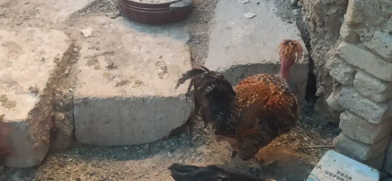 مرغ و خروس فروشی|پرنده|دهق, |دیوار