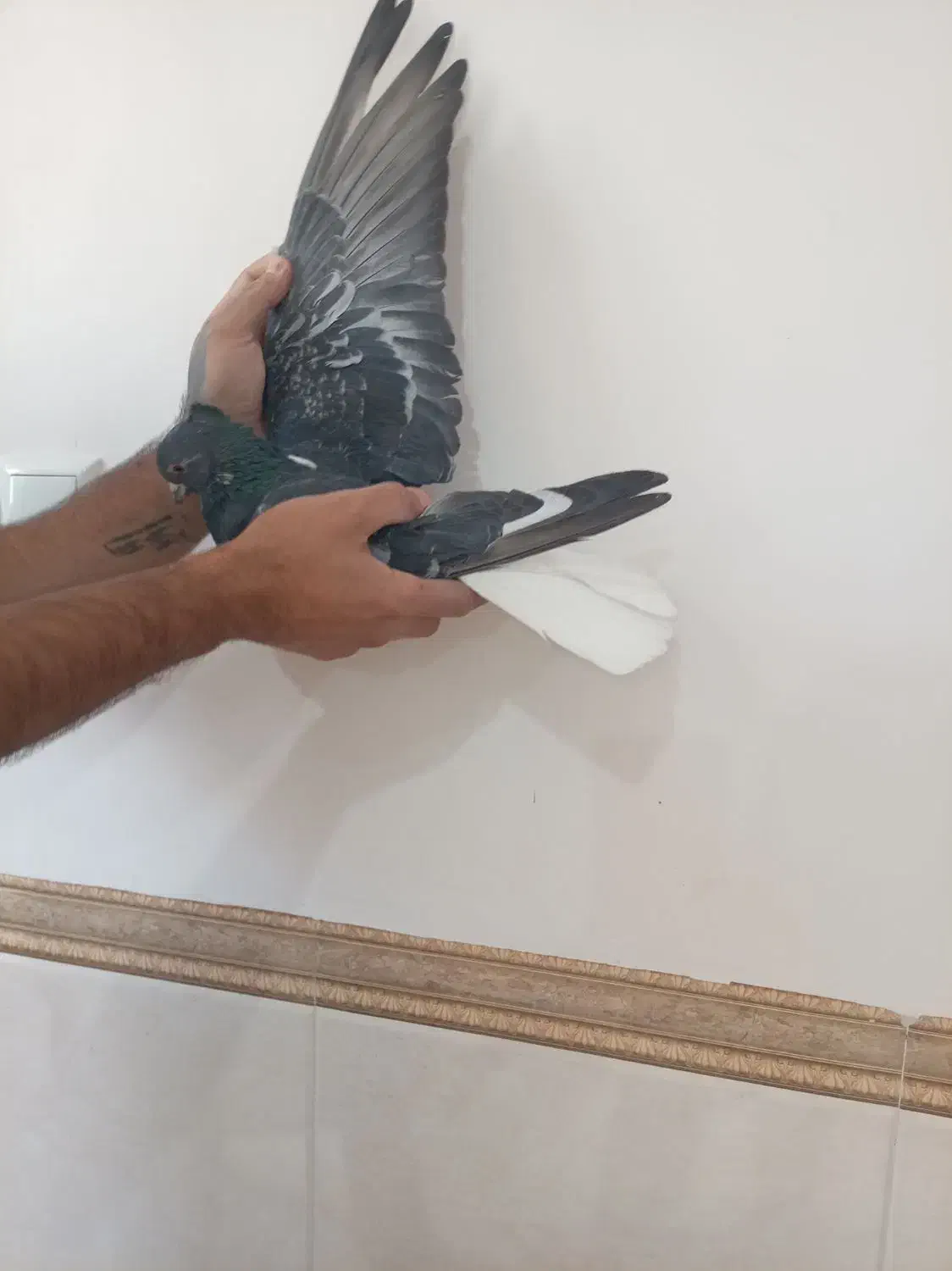 دمسفید|پرنده|اصفهان, سعادتآباد|دیوار