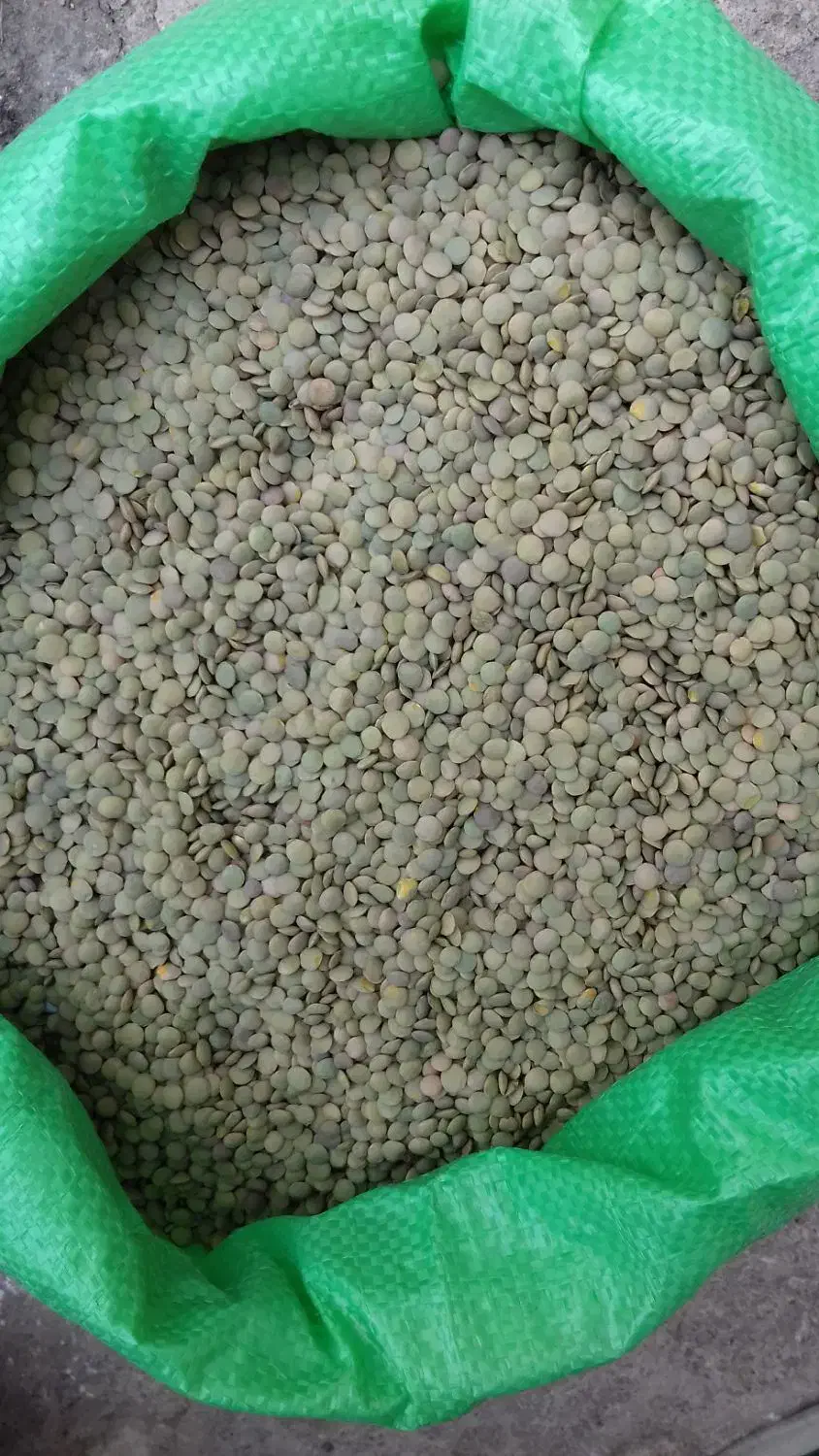 عدس دیم درشت بوجاری شده خلخال|عمدهفروشی|خلخال, |دیوار