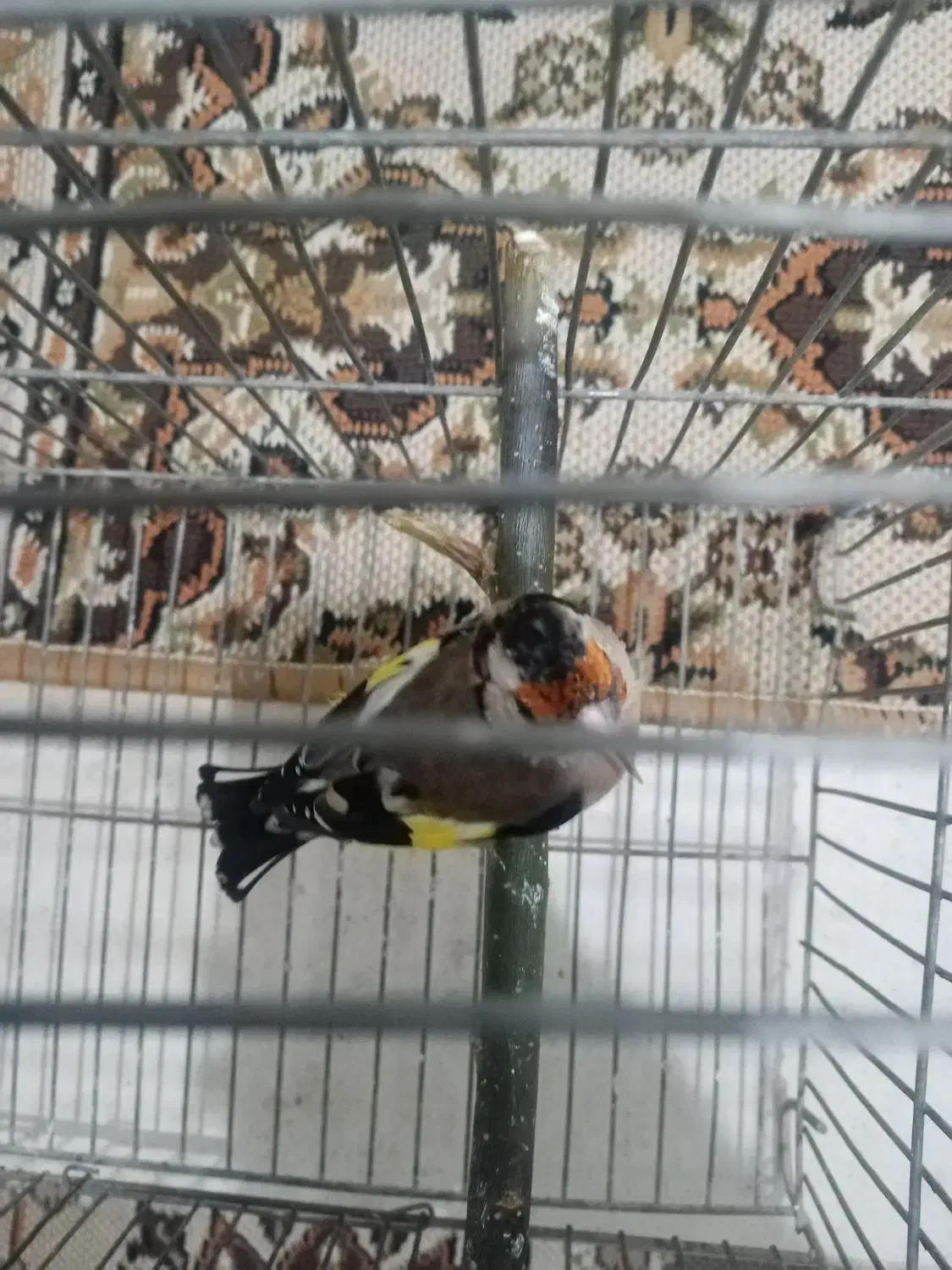 ماده سیره 3ساله جفتی|پرنده|کرمانشاه, |دیوار