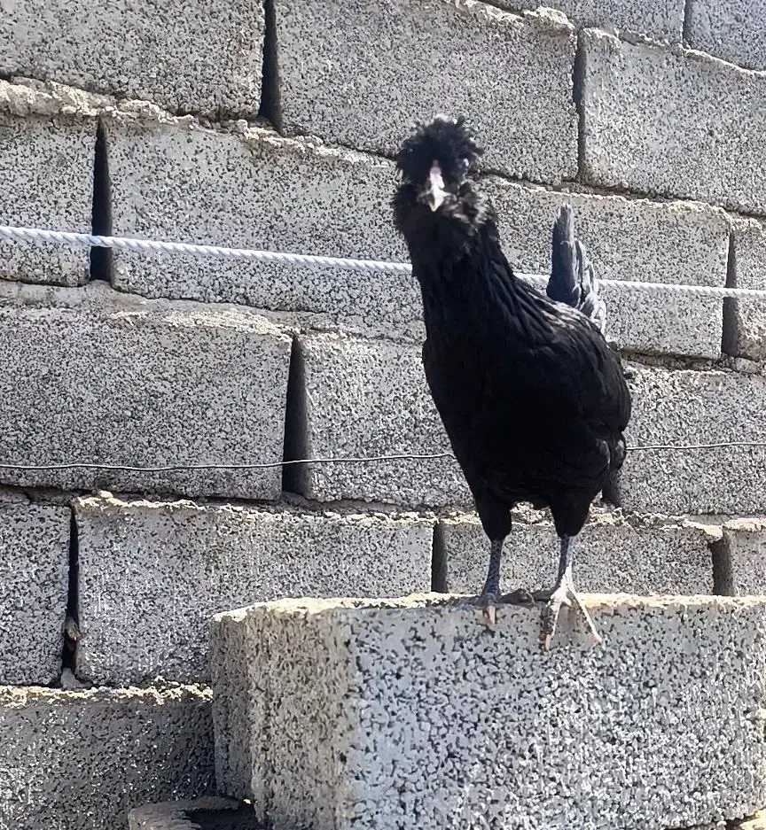 مرغ خروس اصیل گلین|حیوانات مزرعه|سیرجان, |دیوار