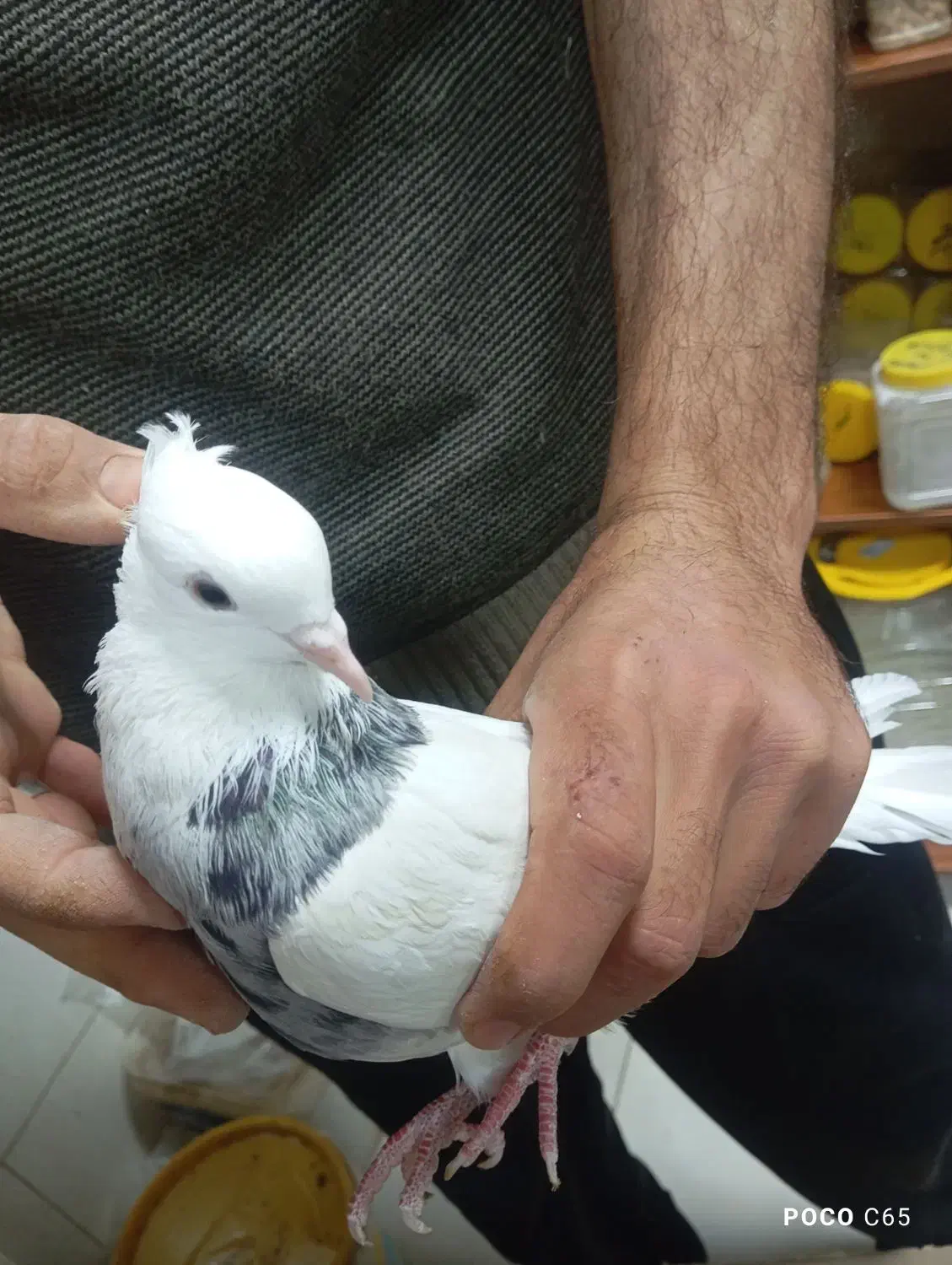 طوقی هفت رنگ نر|پرنده|نورآباد, |دیوار