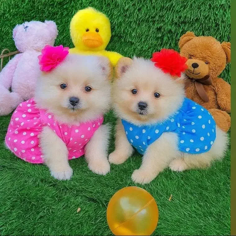 سگ اپارتمانی|سگ|کرج, گلشهر|دیوار