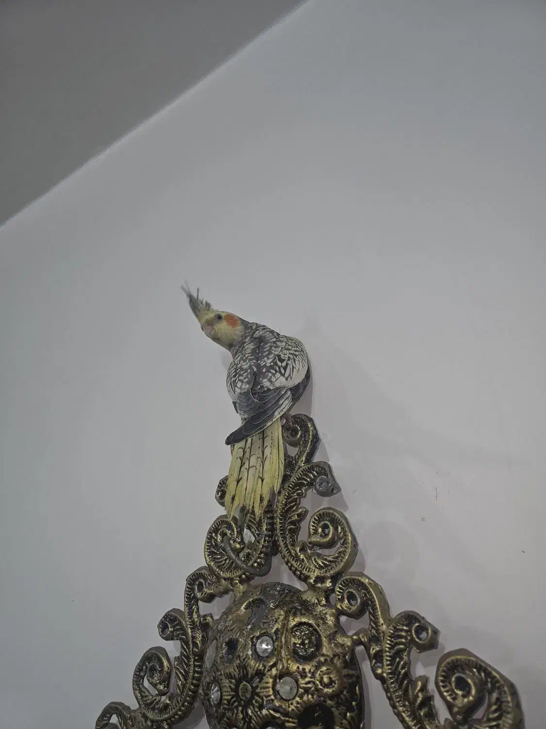 گل باقالی (سلطان)|پرنده|اندیمشک, |دیوار