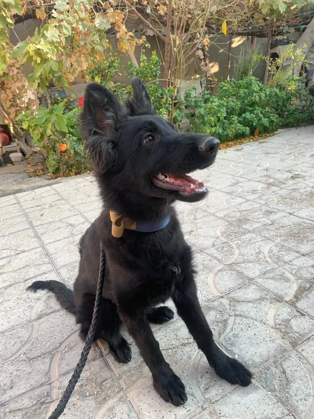 واگذاری سگ ژرمن شولاین ماده|سگ|شیراز, آزادگان|دیوار