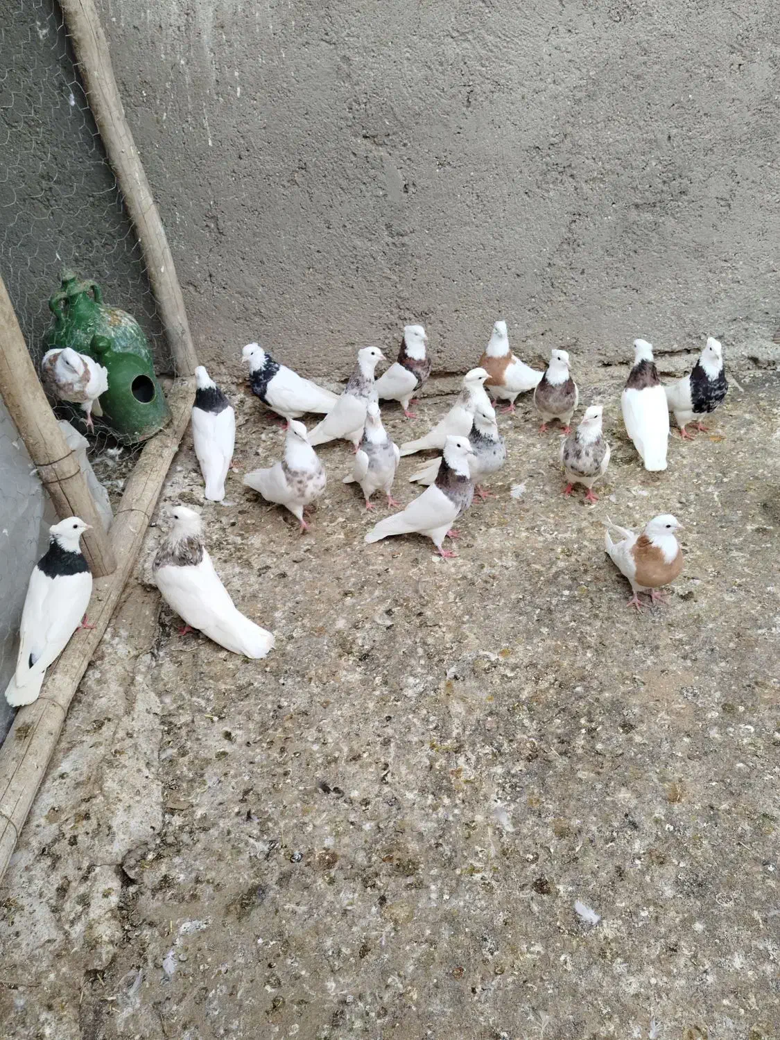 گفتر  یا کیوتر|پرنده|کبودرآهنگ, |دیوار