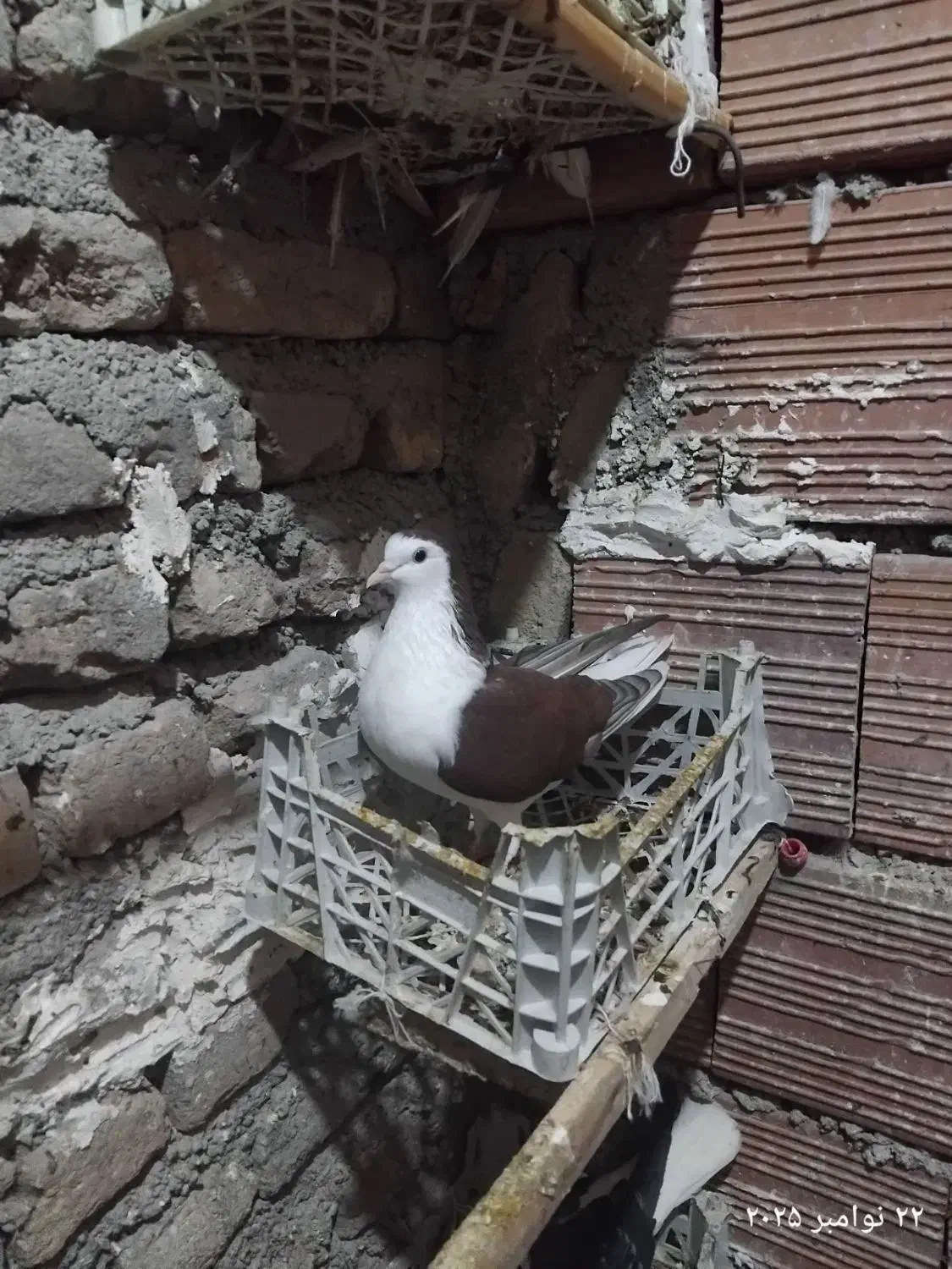 ساده سرخ|پرنده|نگین شهر, |دیوار