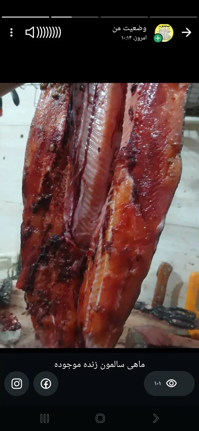 شکم گاو وماهی زنده سالمون موجوده|خوردنی و آشامیدنی|شیراز, ویلاشهر|دیوار