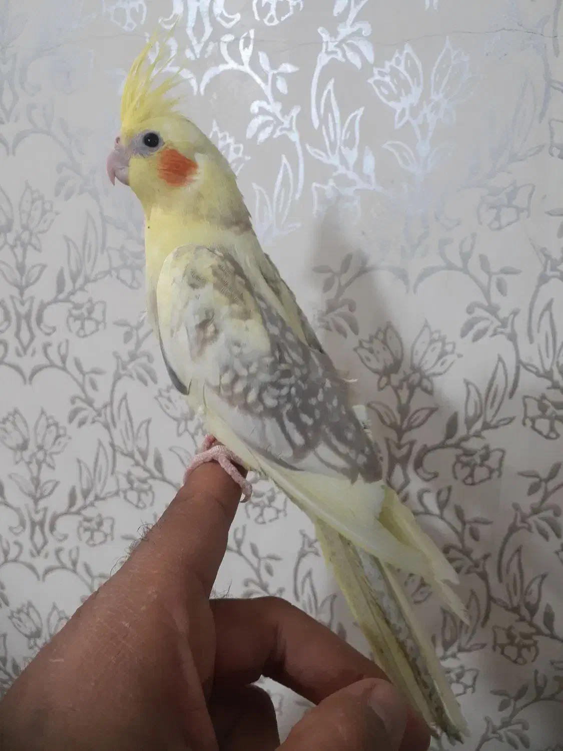 عروس هلندی|پرنده|سیرجان, |دیوار