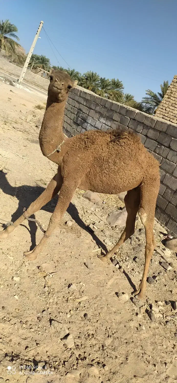 شتر نر|حیوانات مزرعه|ایرانشهر, |دیوار