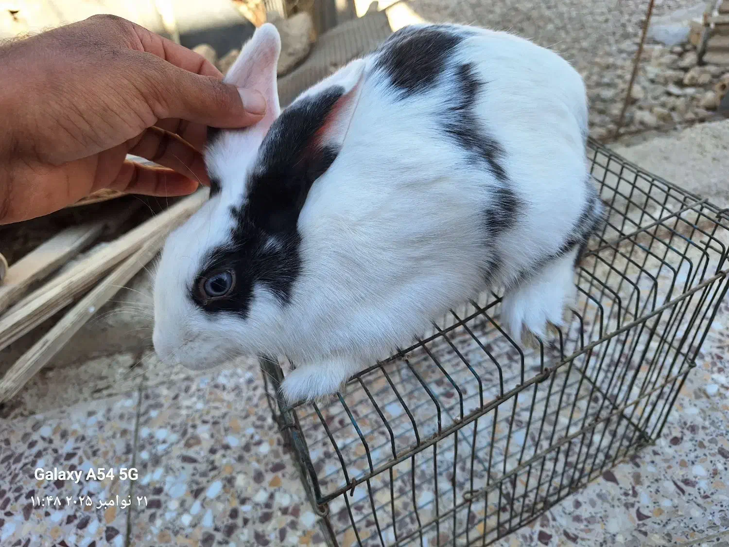 خرگوش بلو|موش و خرگوش|بوشهر, |دیوار