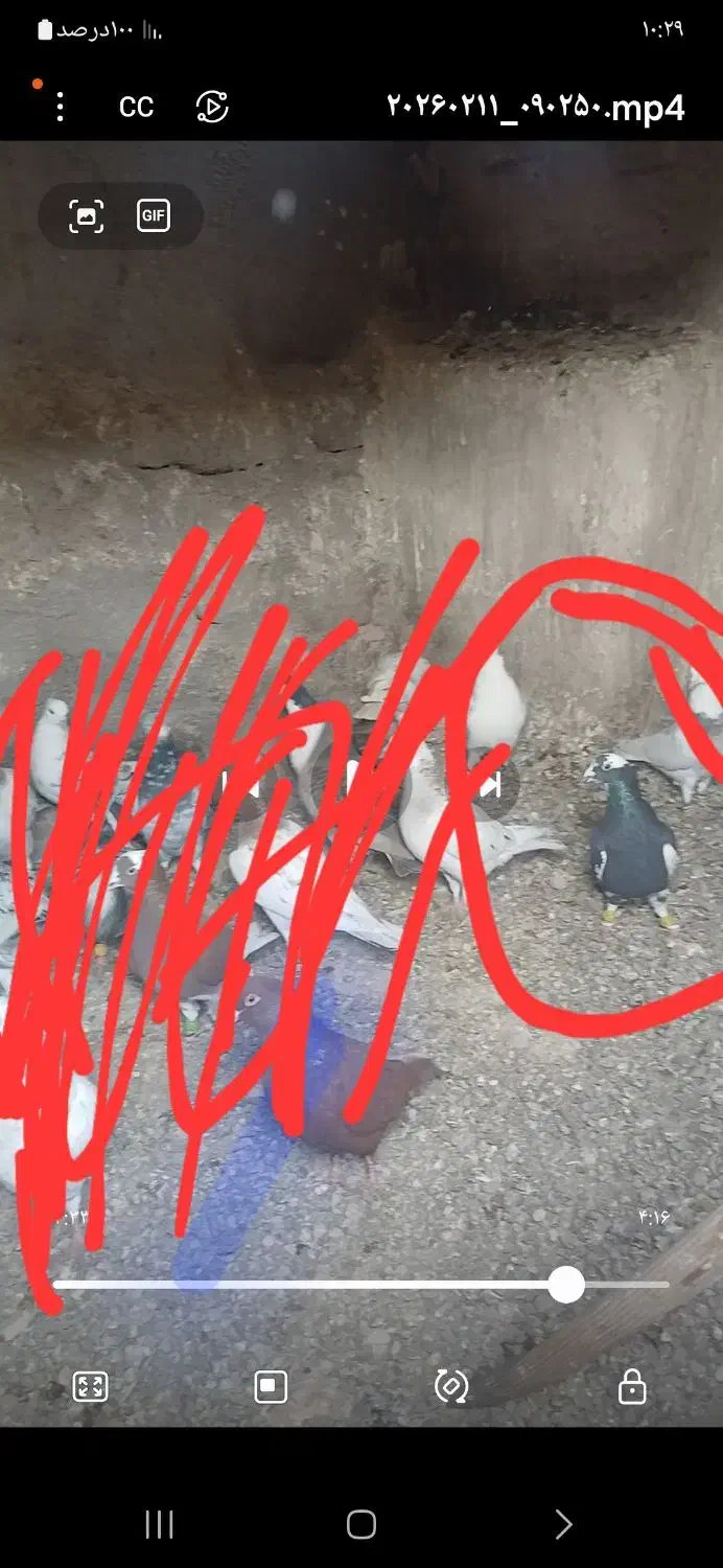 کبوتر|حیوانات|تاکستان, |دیوار