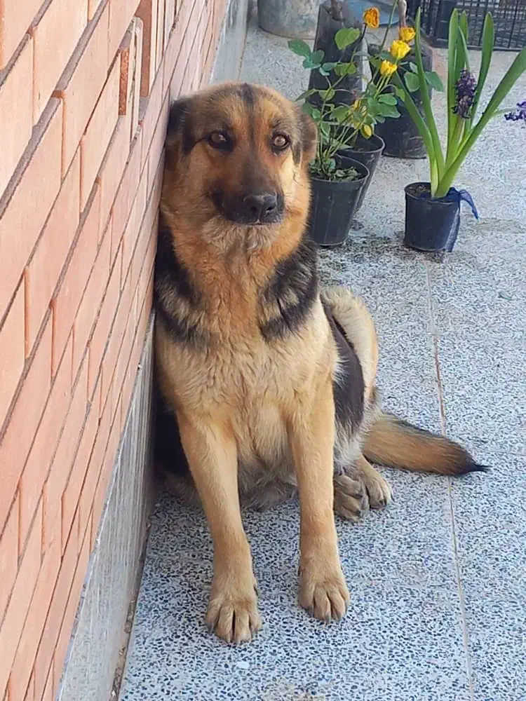 واگذاری ژرمن ورک ماده|سگ|شیراز, ارم|دیوار