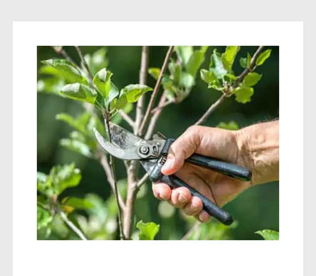 انجام خدمات باغی و زراعی|خدمات باغبانی و درختکاری|شازند, |دیوار