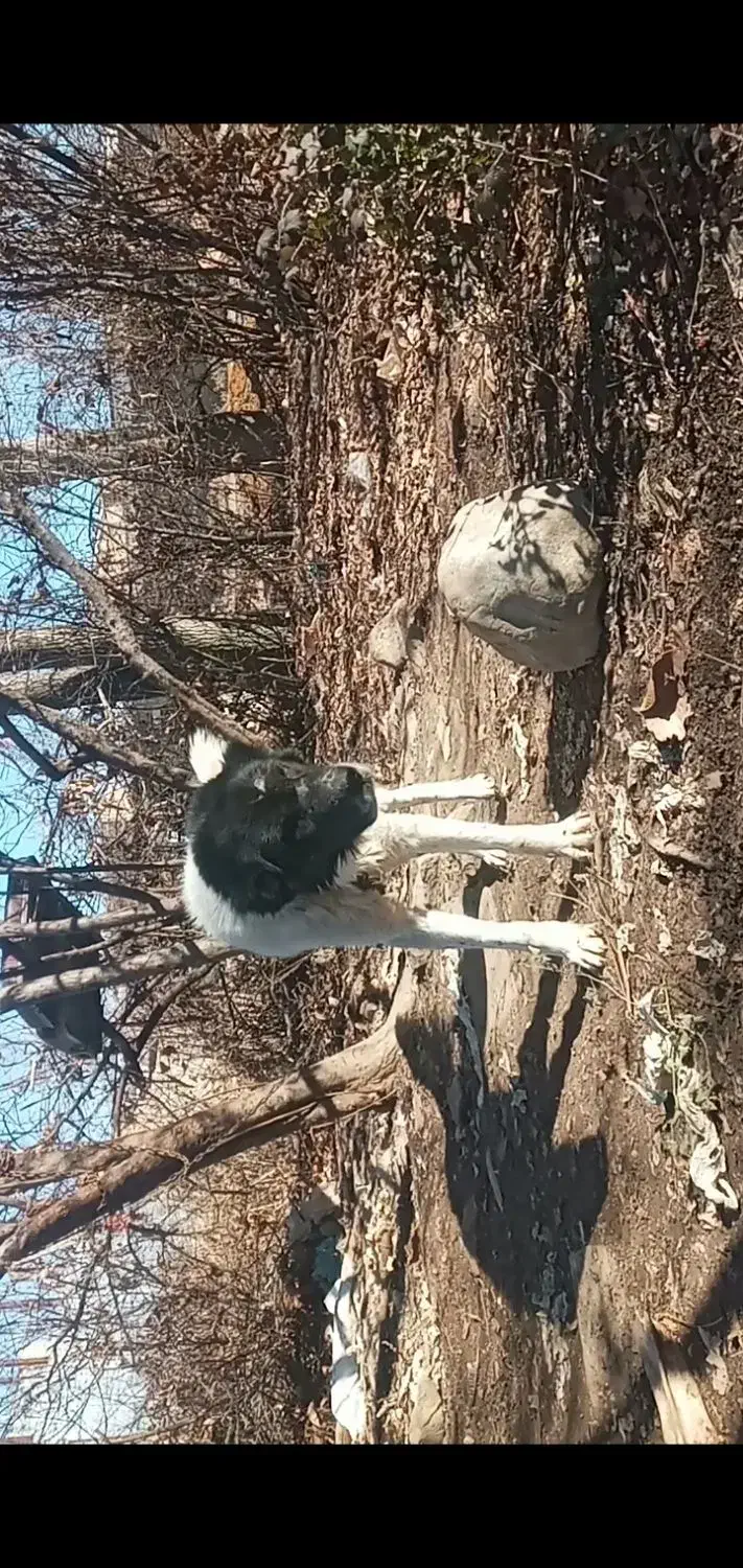 سگ گم شده|حیوانات|الشتر, |دیوار