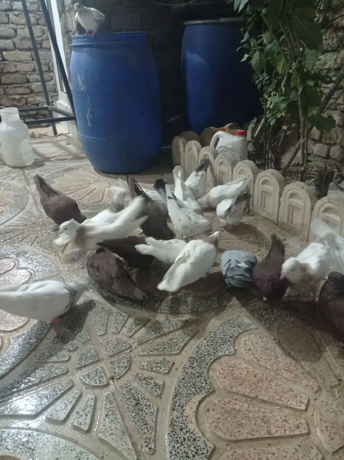 کبوتر یه رنگ وطوقی|پرنده|بروجرد, |دیوار