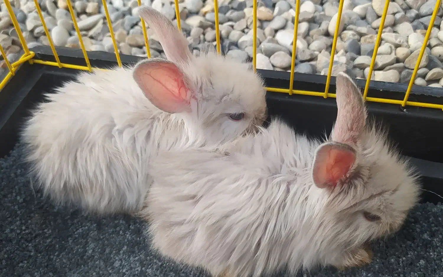 خرگوش لپ یک جفت مینیاتوری بازیگوش دستی|موش و خرگوش|شوشتر, |دیوار