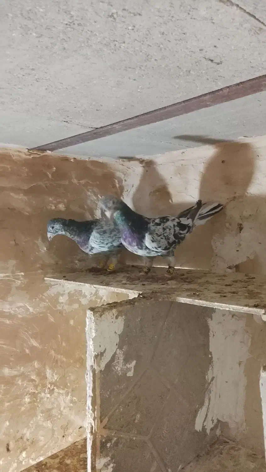 هفرنگ نر|پرنده|محمدیه-قزوین, |دیوار