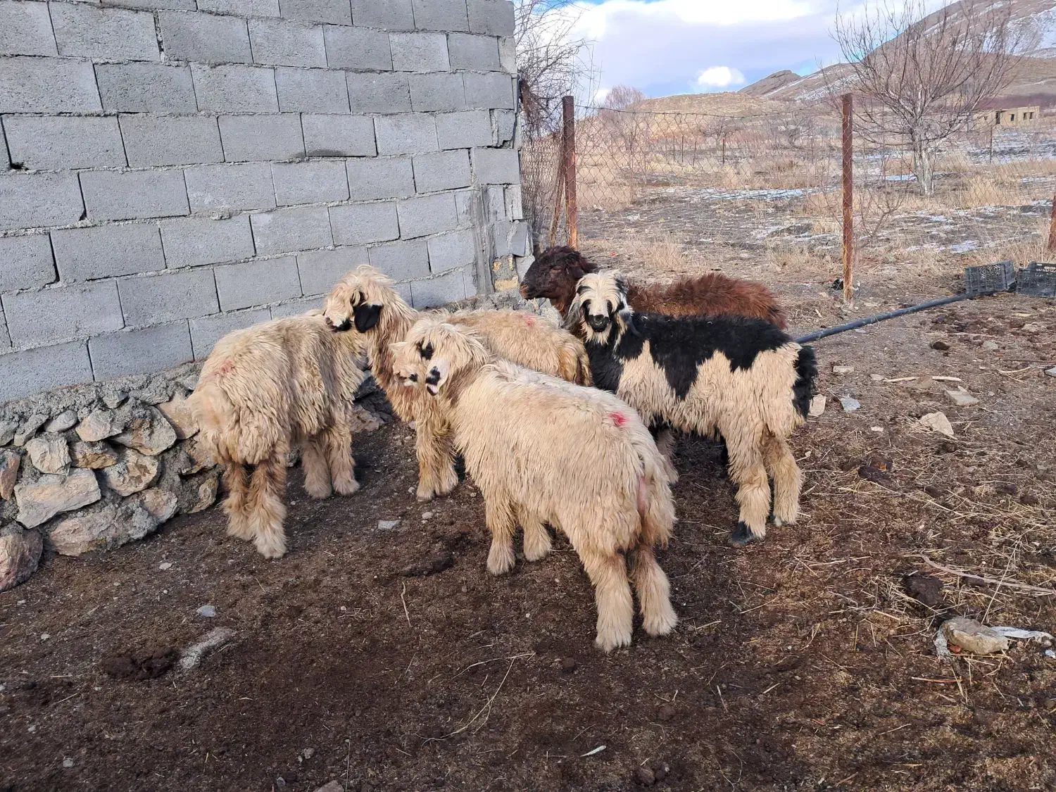 بره ماده ترکی روزگاری توقلی|حیوانات مزرعه|وردشت, |دیوار