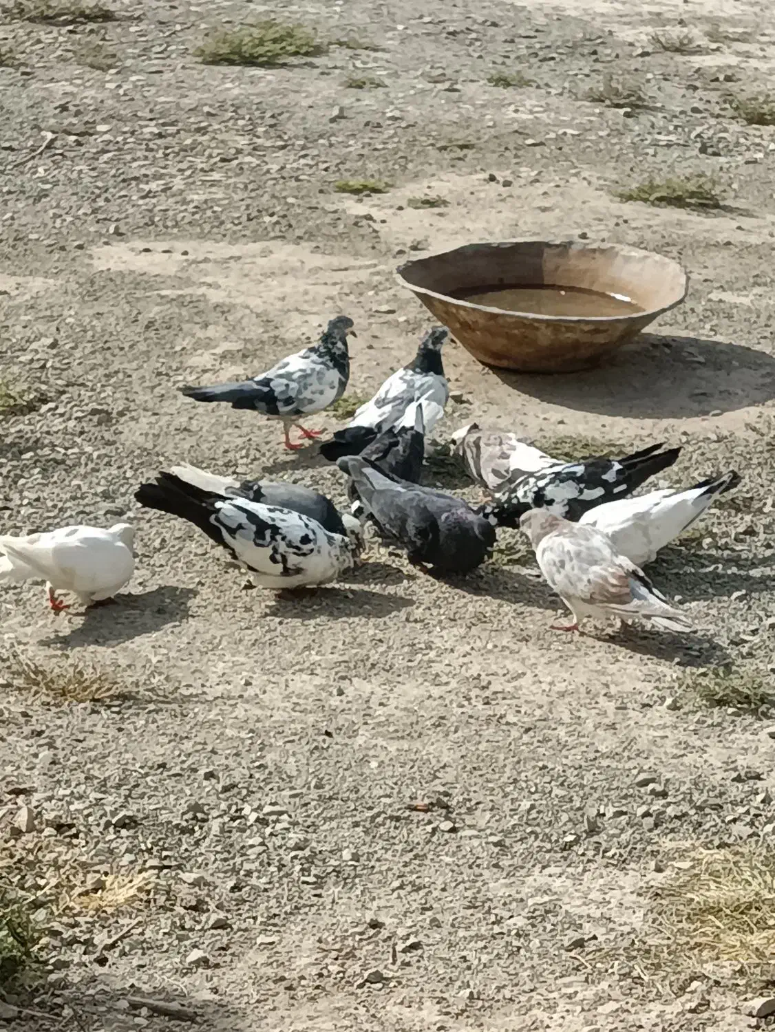 ۱۶ عدد کفتر پریشی|پرنده|شهریار, دهشاد بالا|دیوار