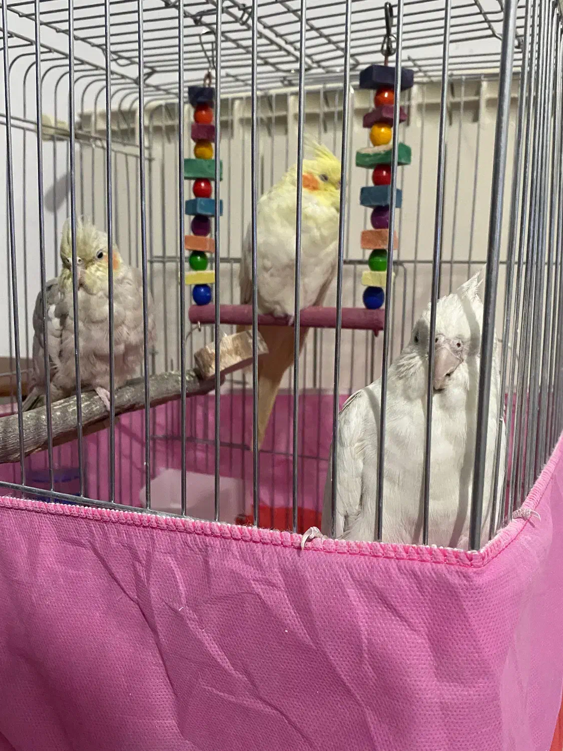 عروس هلندی سه تا عروس هلندی|پرنده|ری, علایین|دیوار