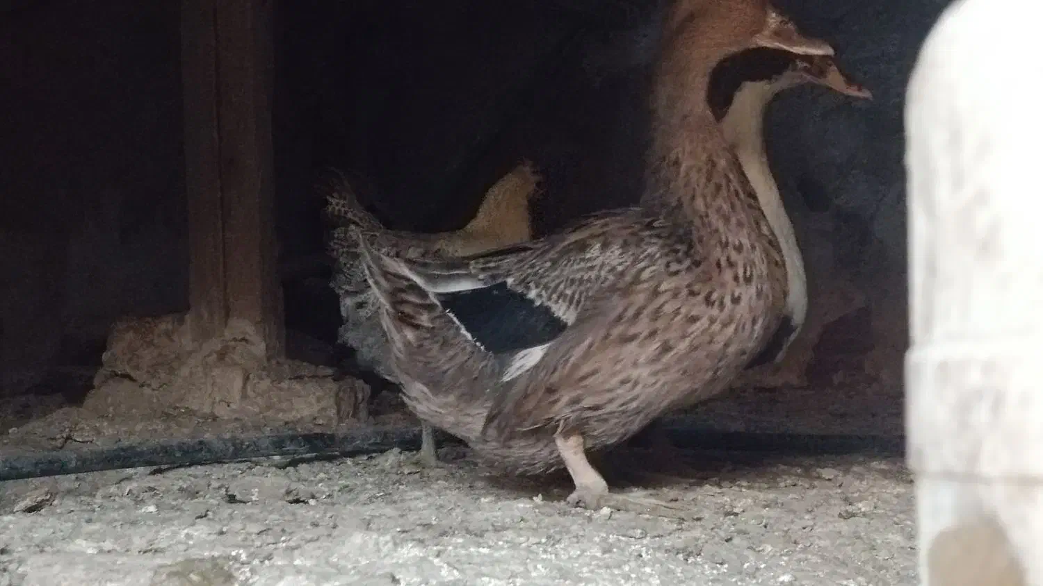 اردک نر و ماده بالغ و یک مرغ کاکلی مینیاتوری|پرنده|بجستان, |دیوار